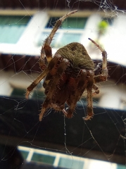 Araneus