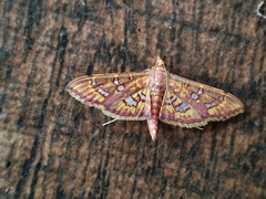Ischnurges gratiosalis