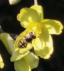Simosyrphus grandicornis