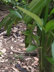 Tropidolaemus subannulatus