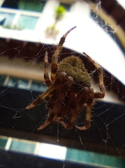Araneus