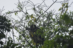 Alouatta pigra