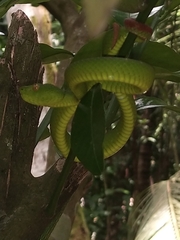 Tropidolaemus subannulatus