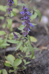 Dracocephalum nutans