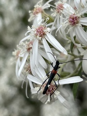 Oroderes humeralis