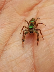 Salticidae