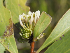 Hakea florulenta