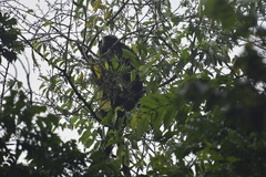 Alouatta pigra