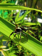 Salticidae