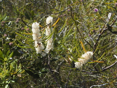 Hakea laevipes