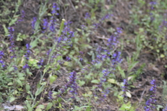 Dracocephalum nutans