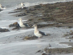 Larus schistisagus