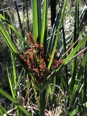 Cyperus lucidus