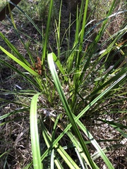 Cyperus lucidus