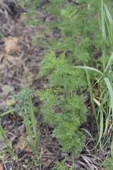 Artemisia tanacetifolia