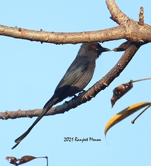 Dicrurus leucophaeus