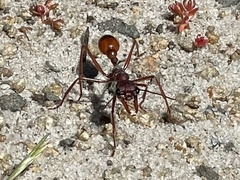 Myrmecia nigriscapa