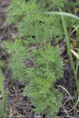 Artemisia tanacetifolia