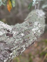 Physcia tenella