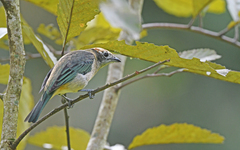 Stilpnia vitriolina