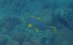 Plectorhinchus polytaenia