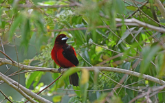 Ramphocelus dimidiatus