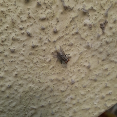 Calyptratae