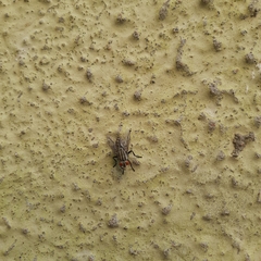 Calyptratae