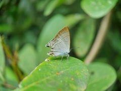 Hypolycaena erylus