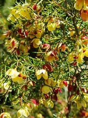 Boronia megastigma