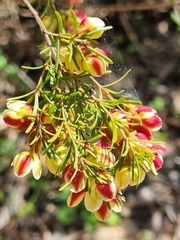 Boronia megastigma