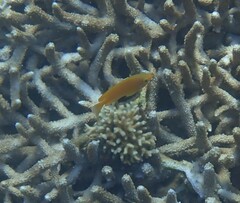 Pomacentrus moluccensis