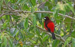 Ramphocelus dimidiatus