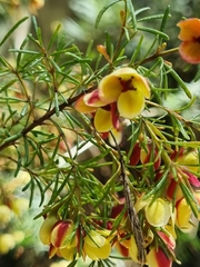 Boronia megastigma