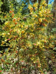 Boronia megastigma