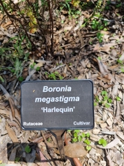 Boronia megastigma