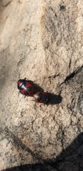 Choerocoris paganus
