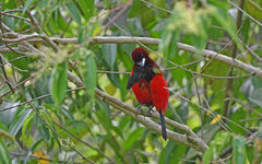 Ramphocelus dimidiatus
