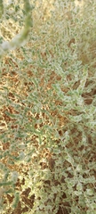 Caroxylon imbricatum