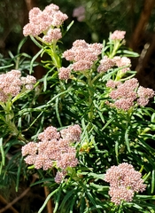 Ozothamnus ferrugineus