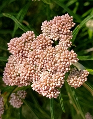 Ozothamnus ferrugineus