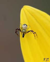 Thomisidae