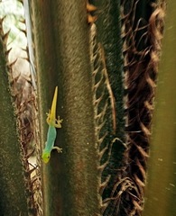 Lygodactylus conraui