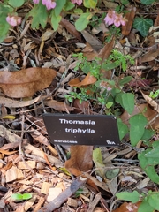 Thomasia triphylla