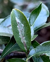 Phyllonorycter leucographella