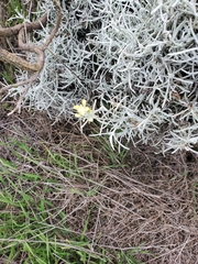 Castilleja hololeuca