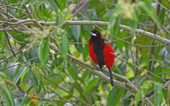 Ramphocelus dimidiatus
