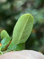 Phyllonorycter leucographella