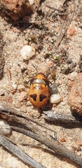 Choerocoris paganus