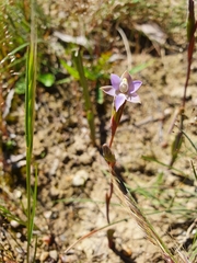 Thelymitra